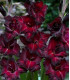 Gladiol Black Star - Gladiolus - prodej cibulovin - 3 ks