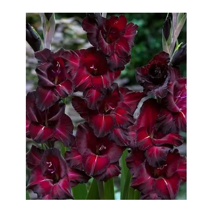 Gladiol Black Star - Gladiolus - prodej cibulovin - 3 ks