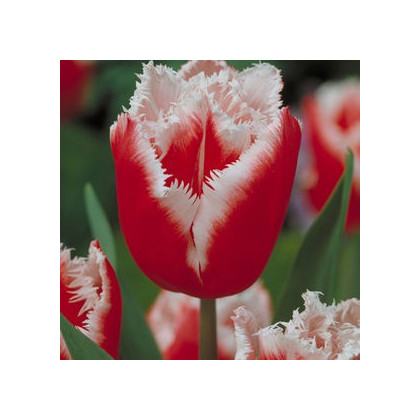 Tulipán Canasta - Tulipa - prodej cibulovin - 3 ks