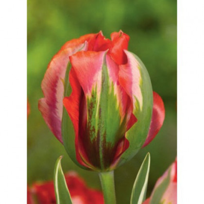 Tulipán Hollywood star - Tulipa - cibuloviny - 3 ks
