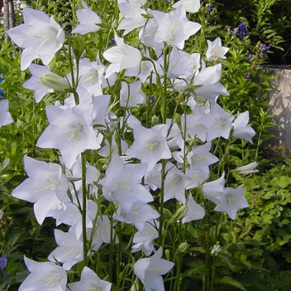 Zvonek broskvolistý bílý - Campanula persicifolia alba - prodej semen - 0,02 g