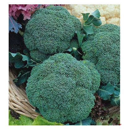 Brokolice Green Magic F1 - Brassica oleracea L. - semena - 20 Ks