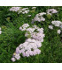 Řebříček obecný Yarrow - Achillea millefolium - prodej semen - 200 ks