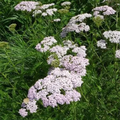 Řebříček obecný Yarrow - Achillea millefolium - prodej semen - 200 ks