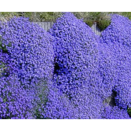Tařička zahradní fialová - Aubrieta hybrida - prodej semen - 200 ks