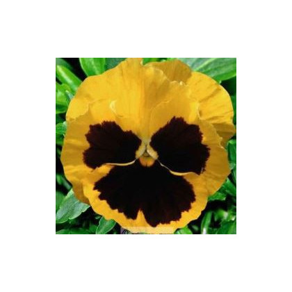 Maceška Schweizer Riesen Goldgelb - Viola wittrockiana - prodej semen - 200 ks