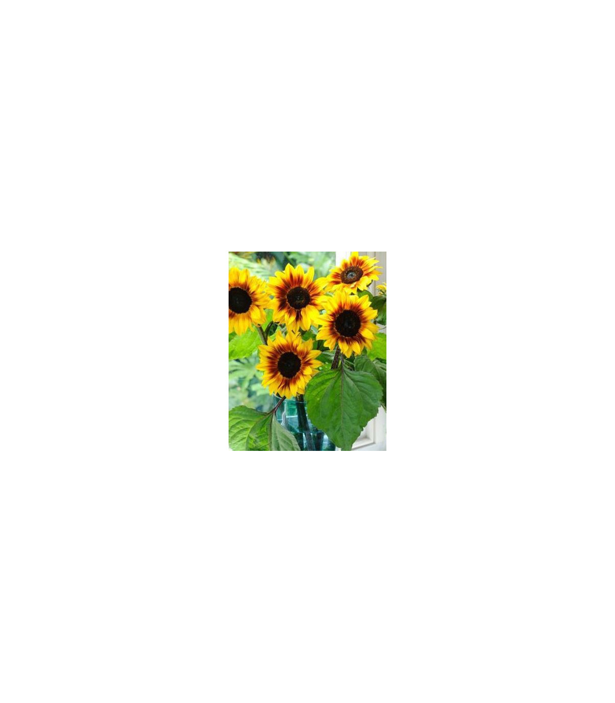 Slunečnice roční Helios - Helianthus annuus - prodej semen - 7 ks