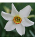 Narcis Poeticus Recurvus Pheasant eye - Narcissus L. - prodej cibulovin - 3 ks