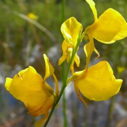 Bublinatka šídlovitá - Utricularia subulata - prodej semen - 15 ks