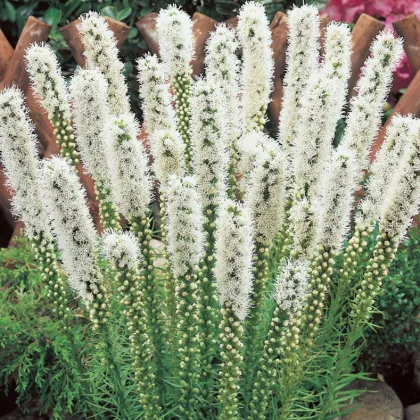 Šuškarda klasnatá Floristan White - Liatris spicata - prodej semen - 20 ks