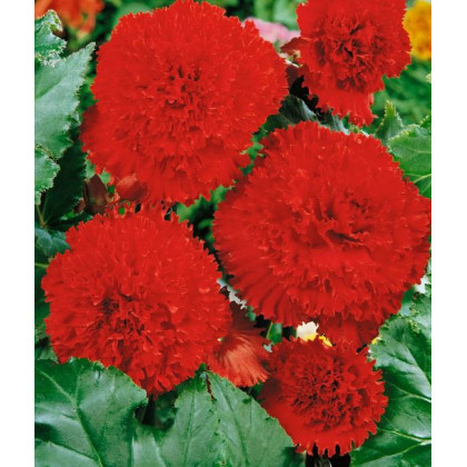 Begonie třepenitá plnokvětá červená - Begonia fimbriata - prodej cibulovin - 2 ks