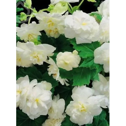 Begonie drobnokvětá bílá - Begonia multiflora maxima - prodej cibulovin - 2 ks