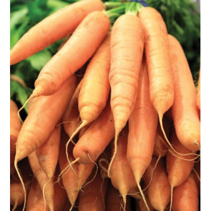 Semínka mrkve - Daucus carota - Mrkev F1 Ingot - prodej semen - 50 ks