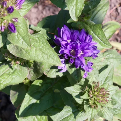 Zvonek klubkatý - Campanula glomerata - prodej semen - 600 ks