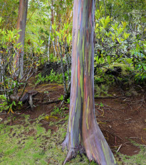 Eukalyptus duhový - Blahovičník - Eucalyptus deglupta - prodej semen - 5 ks