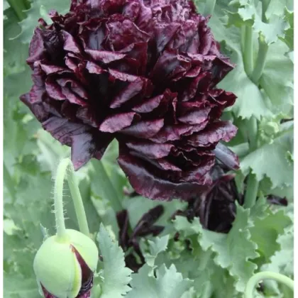 Mák Black Peony - Papaver somniferum - prodej semen - 150 ks