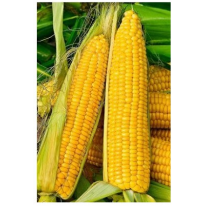 Kukuřice cukrová Tasty Sweet F1 - Zea Mays - semena - 16 ks