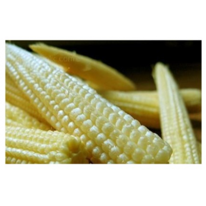 Kukuřice Minipop F1- Zea mays - semena - 15 ks 