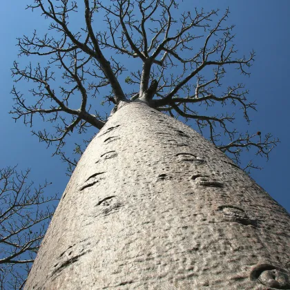 Baobab Za - Adansonia madagascariensis - prodej semen - 3 ks