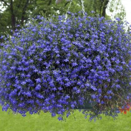 Lobelka drobná Crystal Palace - Lobelia erinus - prodej semen - 1000 ks