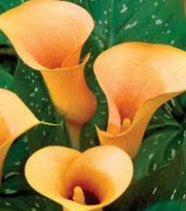 Kala Cameo - Zantedeschia rehmanii - prodej cibulovin - 1 ks