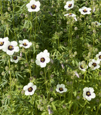 Ibišek konopný - Hibiscus cannabinus - prodej semen - 6 ks