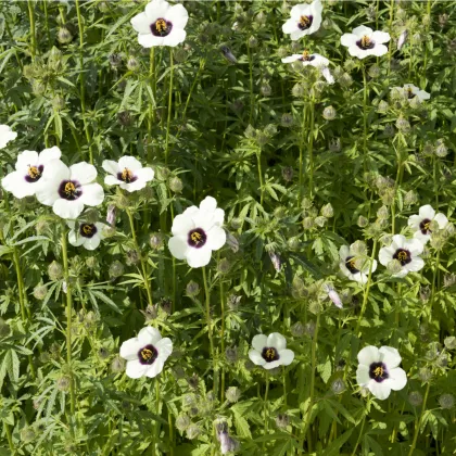 Ibišek konopný - Hibiscus cannabinus - prodej semen - 6 ks