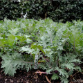 Kadeřávek Red Russian - Brassica oleracea - prodej semen - 150 ks