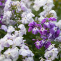 Plaménka latnatá směs barev - Phlox paniculata grandiflora - prodej semen - 15 ks