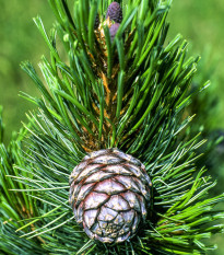 Borovice Limba - Pinus cembra sibirica - prodej semen - 7 ks