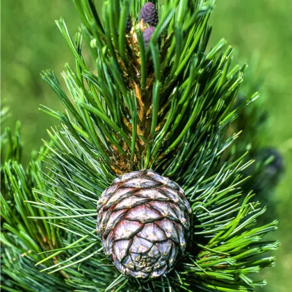 Borovice Limba - Pinus cembra sibirica - prodej semen - 7 ks