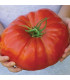 Rajče Gigantomo F1 - Solanum lycopersicum - prodej semen - 5 ks