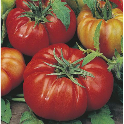 Rajče Costoluto Fiorentino - Solanum lycopersicum - prodej semen - 7 ks