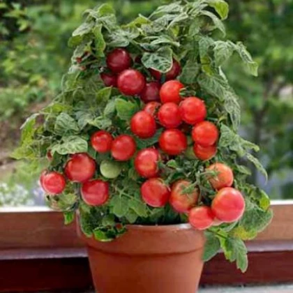 Rajče Patio - prodej semen rajčat - 6 ks