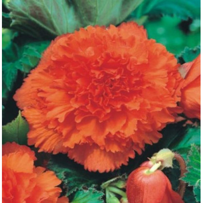 Begonie oranžová třepenitá - Begonia fimbriata - prodej cibulovin - 2 ks