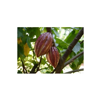 Kakaovník pravý- Theobroma cacao- semena Kakaovníku- 5 ks
