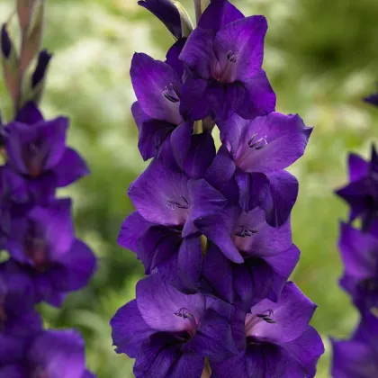 Gladiol Purple Flora - Gladiolus - prodej cibulovin - 3 ks