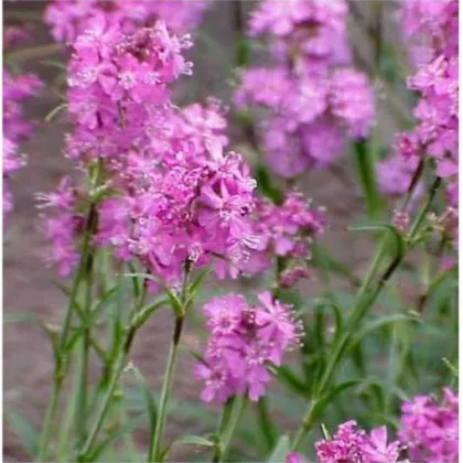 Kohoutek alpský - Lychnis alpina - prodej semen - 20 ks