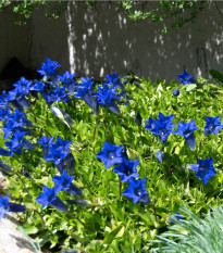 Hořec úzkolistý - Gentiana angustifolia - prodej semen - 8 ks