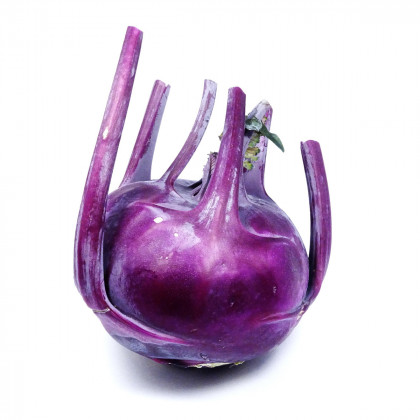 Kedluben raný modrý Purple vienna - Brassica oleracea - prodej semen - 100 ks