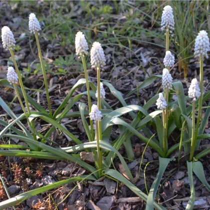 Modřenec bílý White magic - Muscari aucheri - prodej cibulovin - 5 ks