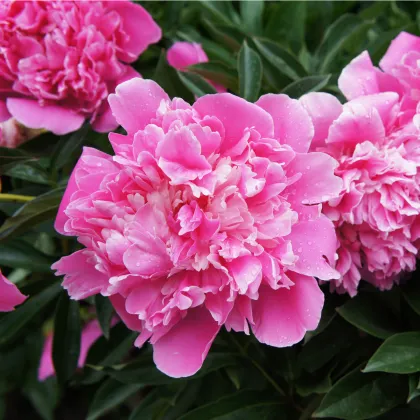 Pivoňka růžová Dr. Alex Flamming - Paeonia lactiflora - prodej cibulovin - 1 ks