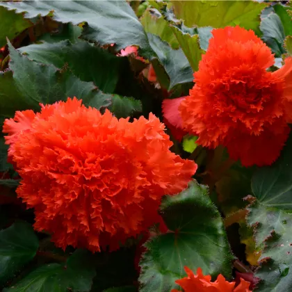 Begonie oranžová třepenitá - Begonia fimbriata - prodej cibulovin - 2 ks