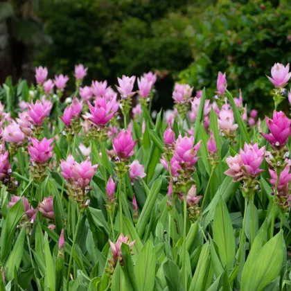 Kurkuma růžová - Curcuma alismatifolia - prodej cibulovin - 1 ks