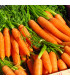 BIO Mrkev Rothild velmi raná - Daucus carota - prodej bio semen - 0,5 g