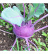 BIO Kedluben Azur - Brassica oleracea - prodej bio semen - 50 ks