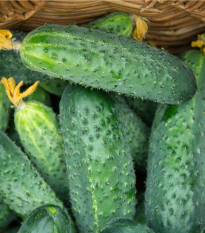 BIO Okurka nakládačka Diamant F1 - Cucumis sativus - prodej bio semen - 8 ks