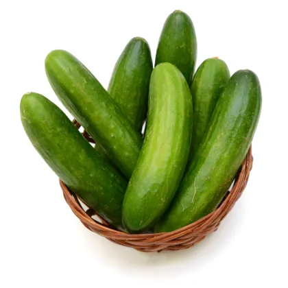 BIO Okurka salátová Sonja - Cucumis sativus - prodej bio semen - 5 ks