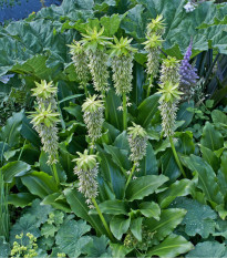 Chocholatice - Eucomis bicolor - prodej cibulovin - 1 ks