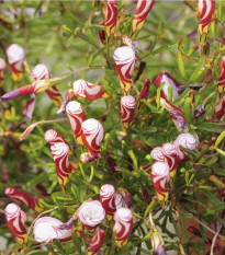 Šťavel dvoubarevný - Oxalis versicolor - prodej cibulovin - 1 ks